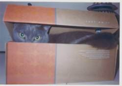 il gatto e il sole