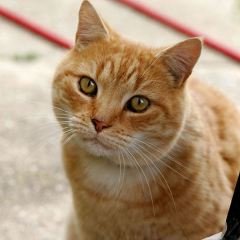 gatto rosso tigrato