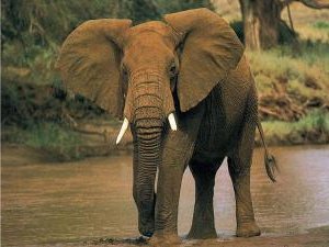 elefante