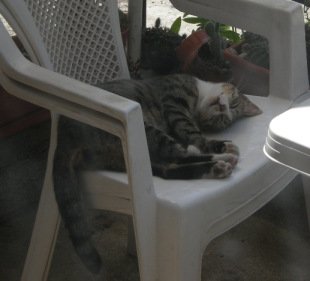Gatto addormentato