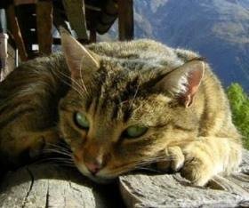 Gatto