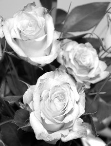 rose-bianche